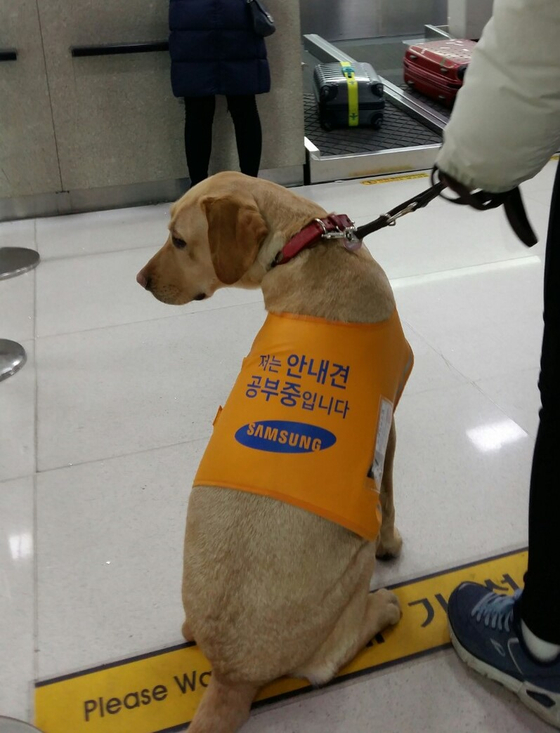 Kang Hyun-da, who visited the airport to go on a trip to Jeju Island with Hoga as a spare guide dog.  Self-provided