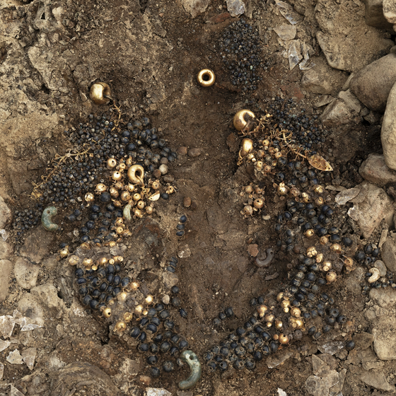 The Gyeongju National Institute of Cultural Heritage announced on the 7th that a large number of relics, believed to have been buried along with a royal Silla woman, were found in the 44 stone mounds of the Jeoksam district in Gyeongju, Gyeongsangbuk-do. , where the tombs of the royalty and the nobles of Silla are concentrated.  The photo shows gold earrings, gold earrings, and excavated chest hangers. [사진 국립경주문화재연구소] 