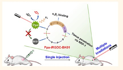 A national research team has developed a treatment that can repeat phototherapy for 2 to 4 weeks with a single photosensitizer administration.  The researchers confirmed the efficacy of the photosensitizers through experiments in mice. [KIST 제공]