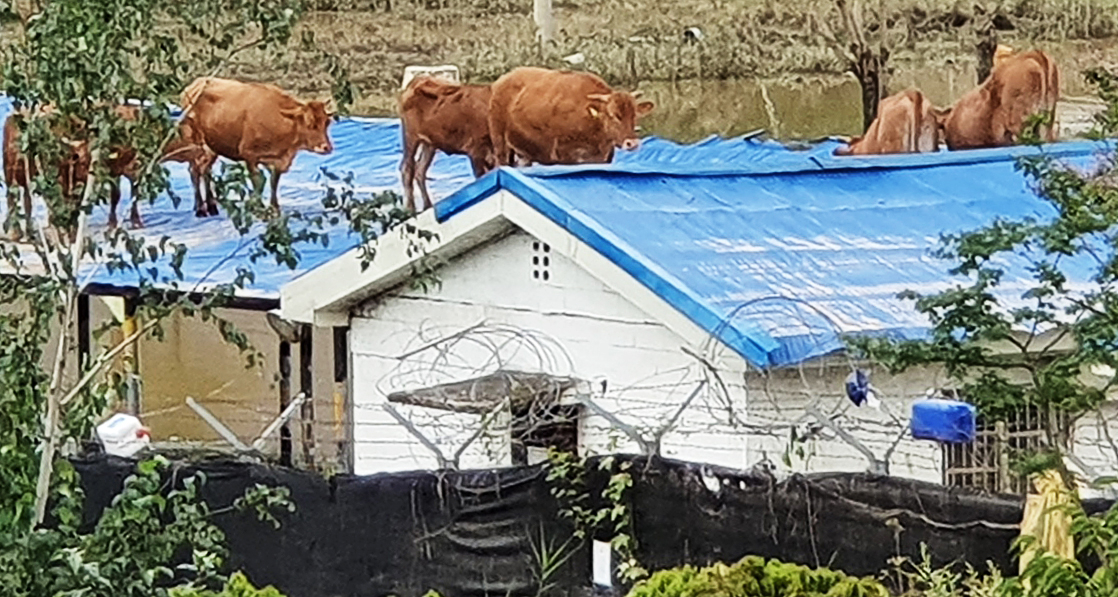 지난해 8월 9일 기록적인 폭우로 섬진강이 범람하자 전남 구례군 구례읍 양정마을 한 축사 위 지붕으로 소들이 물을 피해 올라가 있다. 뉴스1