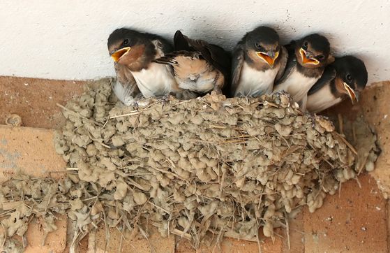 The reason why swallow nests bear 100 times the load…  The secret to 3D printing architecture