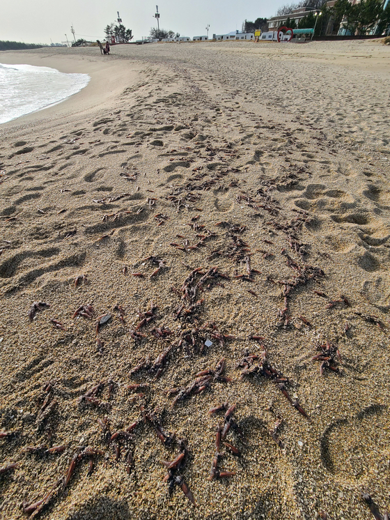 Squids over 500m on the sandy beach died…  Goseong Beach Line What Happened