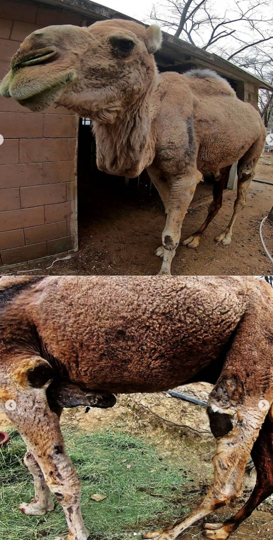 “I didn’t give water well, let alone feed” Corona Closed Daegu Zoo