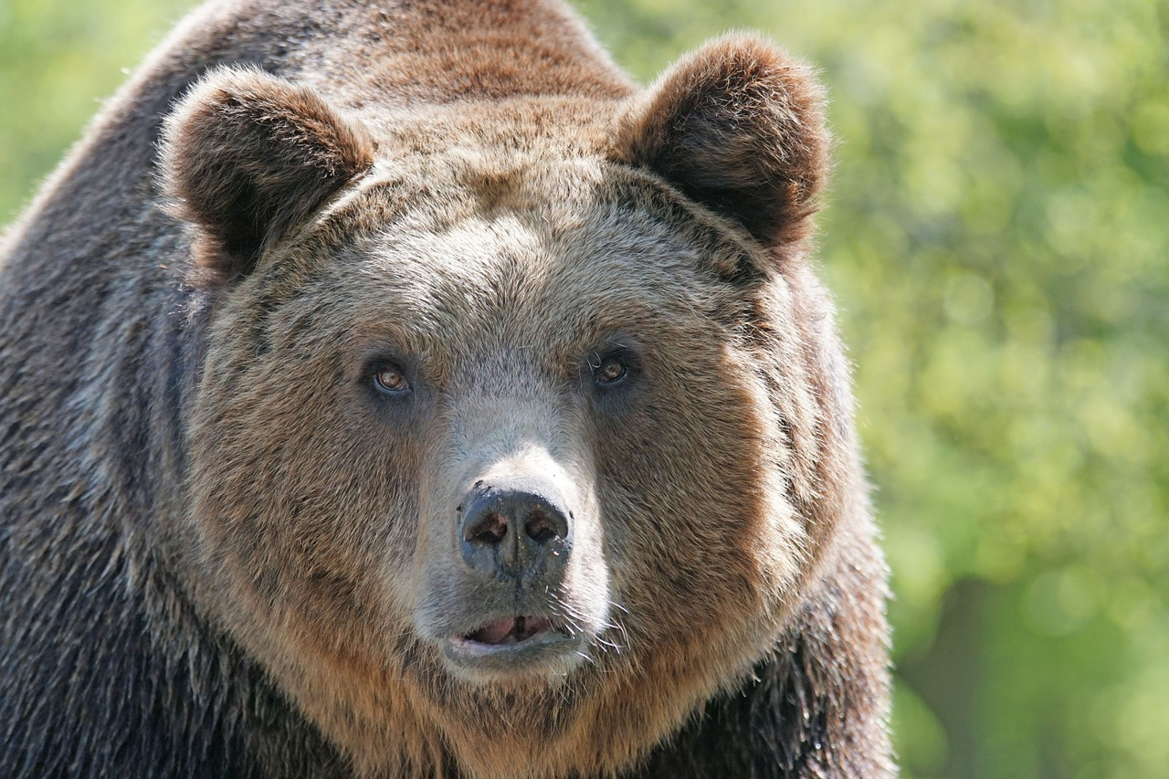 미국 알래스카에서 스키를 타다가 곰을 만난 남성이 죽은척해 가까스로 목숨을 건졌다고 CNN 방송이 9일(현지시간) 보도했다. 사진 pixabay