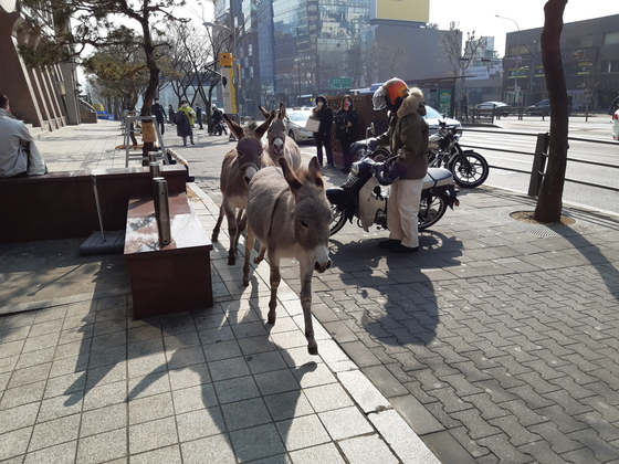 Three donkeys at Sinsa Station in Gangnam…  I said where it appeared