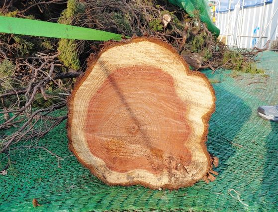 80 년생 노간주 나무 128 그루 베기 … 대전시 무단 절단