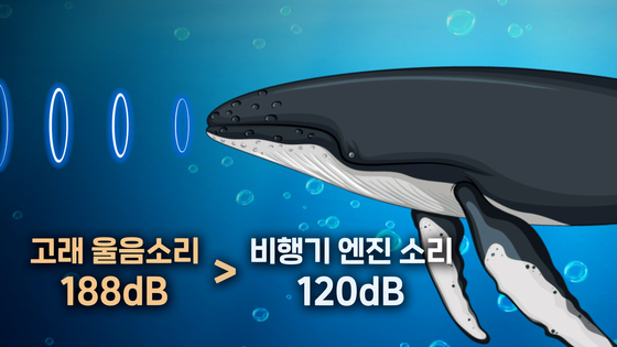 대왕고래의 울음소리는 최대 188dB(데시벨)로 비행기 엔진 소리보다 크다. IFAW