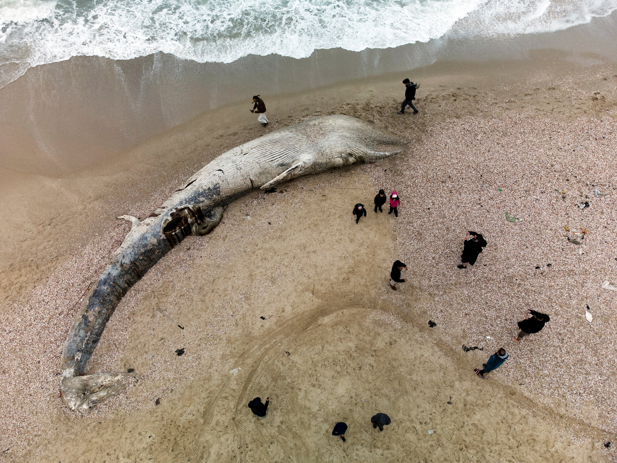 이스라엘에서 발견 된 17m 길이의 수염 고래 시체, 인근 바다는 ‘타르 오염’