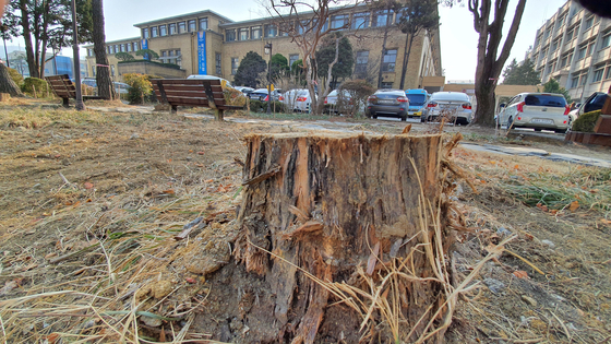 ’90 years old juniper’ unauthorized in Daejeon, this time “violation of construction law”