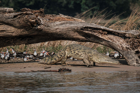 Alligators have escaped from the farm…  South African Police Tracking