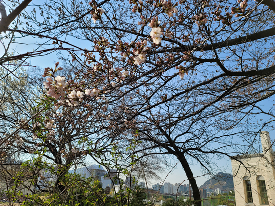 서울에는 이미 벚꽃이 피었습니다 … 1922 년 관측 이후 가장 빠른