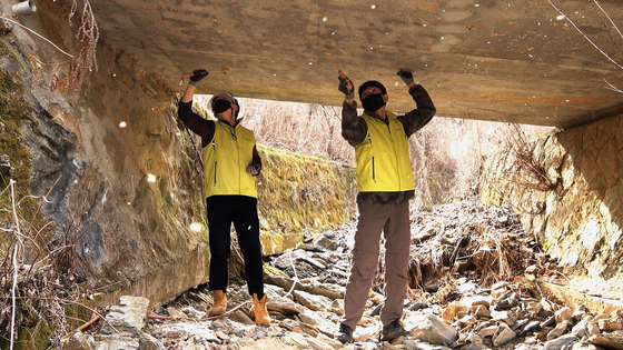 지난 3월 18일 충북 단양군 소백산에서 국립생태원 직원과 기자가 콘크리트 다리 아래에 붙어있는 매미나방 알집을 떼어내고 있다. 왕준열 PD