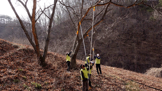 지난 3월 18일 충북 단양군 소백산에서 국립생태원 직원들과 기자가 나무 아래에 붙어있는 매미나방 알집을 떼어내고 있다. 왕준열 PD
