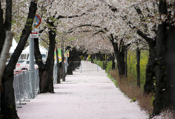 4일 오후 서울 영등포구 여의서로 벚꽃길이 통제된 가운데 전날 내린 비로 떨어진 벚꽃잎이 바닥을 뒤덮고 있다. 연합뉴스