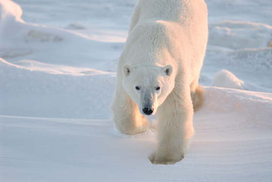 캐나다 매니토바주 처칠 지역에 등장한 북극곰. 매니토바주는 북극권과 가까운 곳에 위치한다. [AFP]