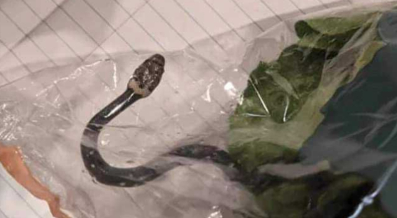When I opened a bag of lettuce bought at a hypermarket, a 20cm long viper…