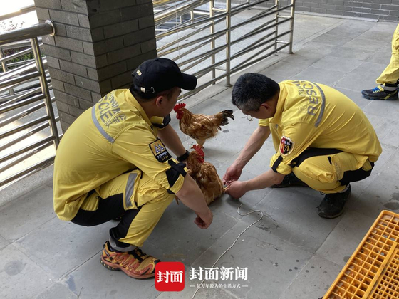항저우 동물원 관계자들과 수색대는 나머지 한 마리 표범을 잡기 위해 닭을 동원하기로 했다. [펑미엔 신문 홈페이지]