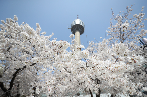 지난 3월 벚꽃 활짝 핀 대구 달서구 83타워 일대. 연합뉴스