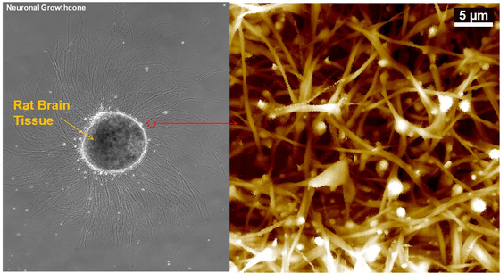 원자현미경으로 확대, 측정한 쥐 신경세포의 3차원 사진. 왼쪽은 일반 광학 현미경 사진.