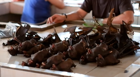 인도네시아의 한 시장에 진열된 박쥐. [AFP/VOA 유튜브]