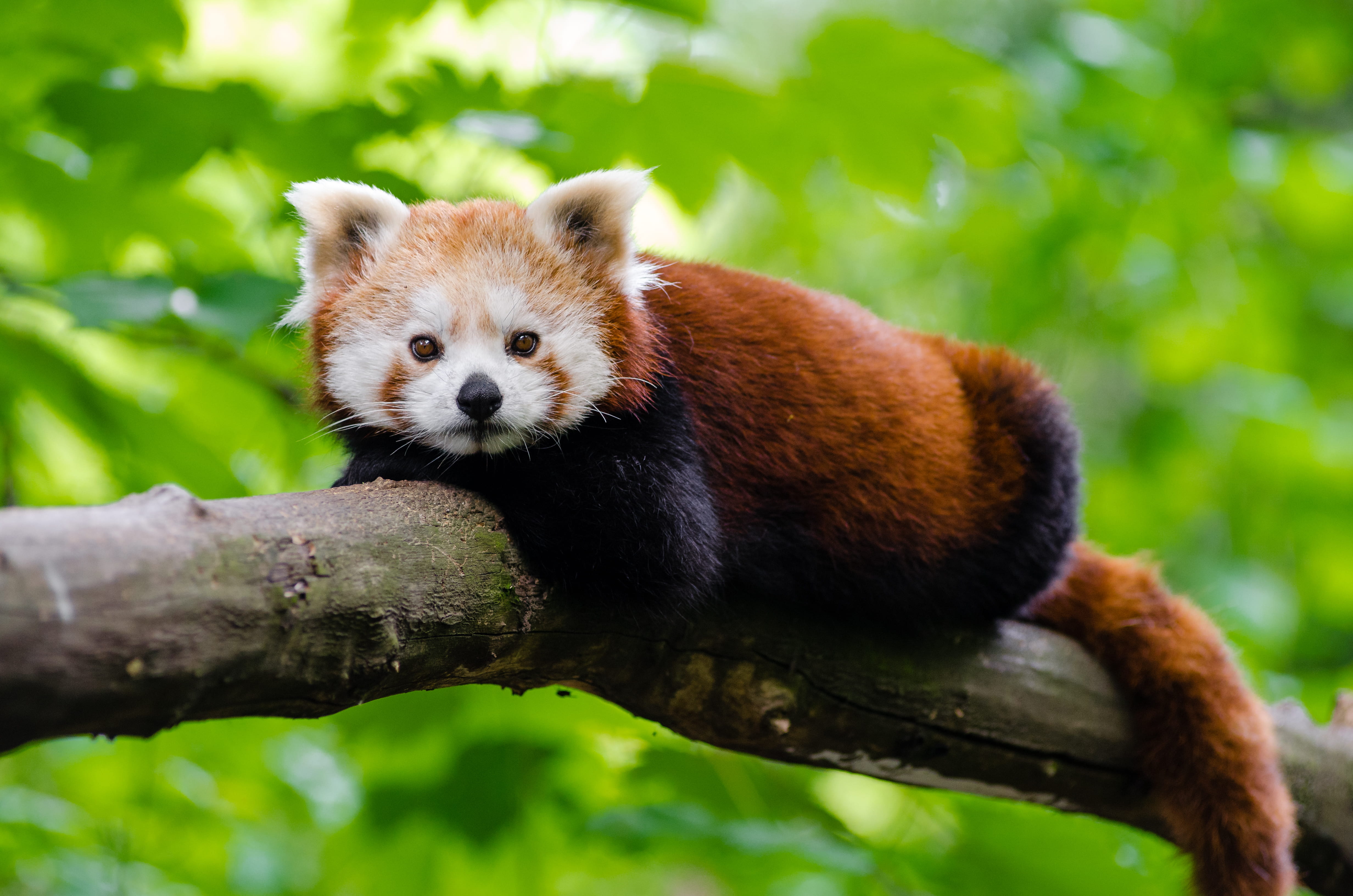 Милые животные виды. Енотовидная Панда. Красная енотовидная Панда. Малая (красная, рыжая, енотовидная) Панда. Животные Японии красная Панда.